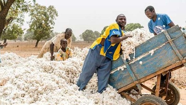 Cotton from Mali, known for its value