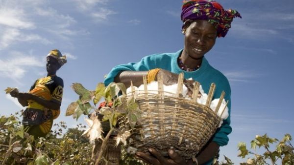 Cotton from Togo, a consistent contributor