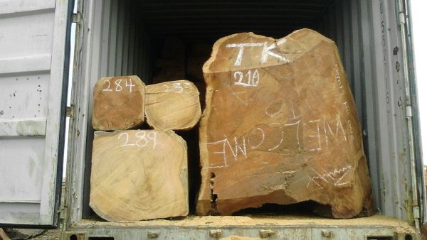 Large diameter timber log showcasing quality African wood