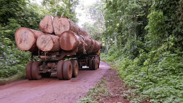 Timber being loaded onto a truck